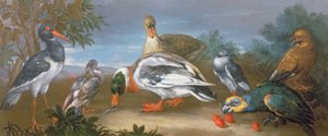 A Landscape with Parrots, Ducks and Pigeons by Jean Baptiste Monnoyer
